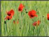 Poppy Crop